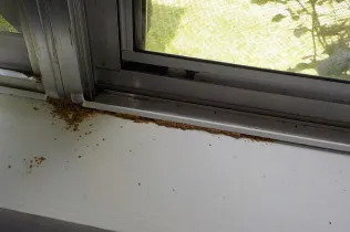 Termites found in home