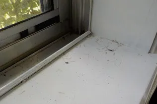 Termites found in home