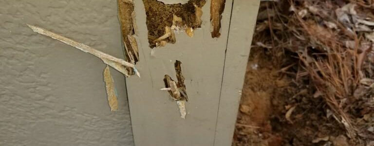 termite on wood inspection termite on wood inspection